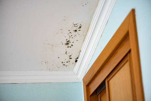 Best Emergency Mold Remediation  in Albion, NY